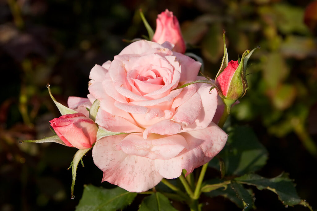 bridal pink morwell rose garden